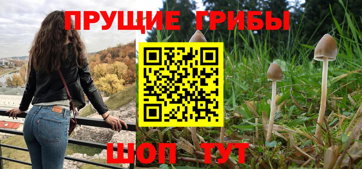 Шадринск  Галлюциногенные грибы GOLDEN TEACHER  как найти закладки  Вход с VPN 